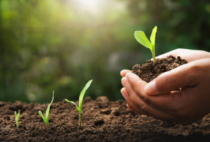 Fertile Soil